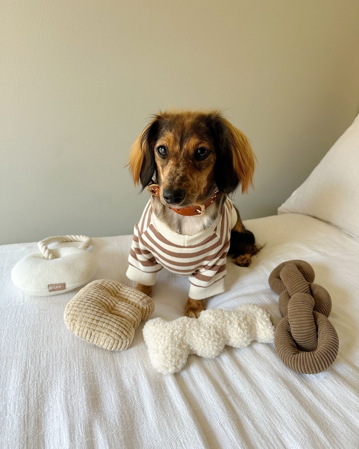 Pet lifestyle collection