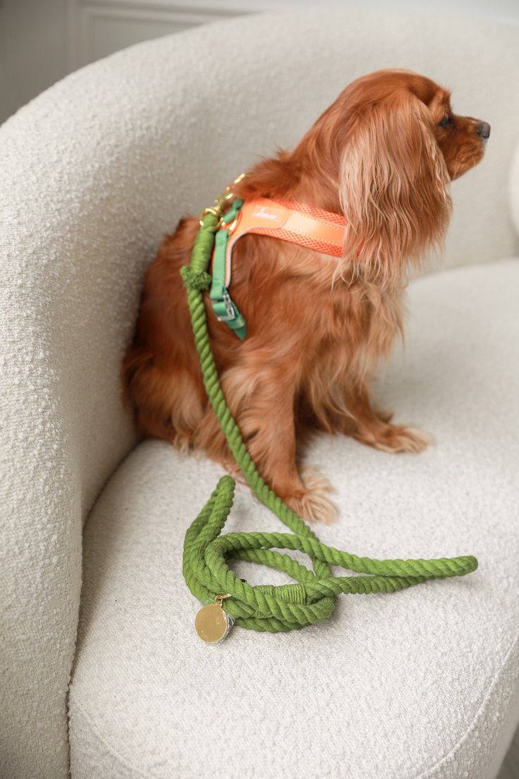 Pet lifestyle at home