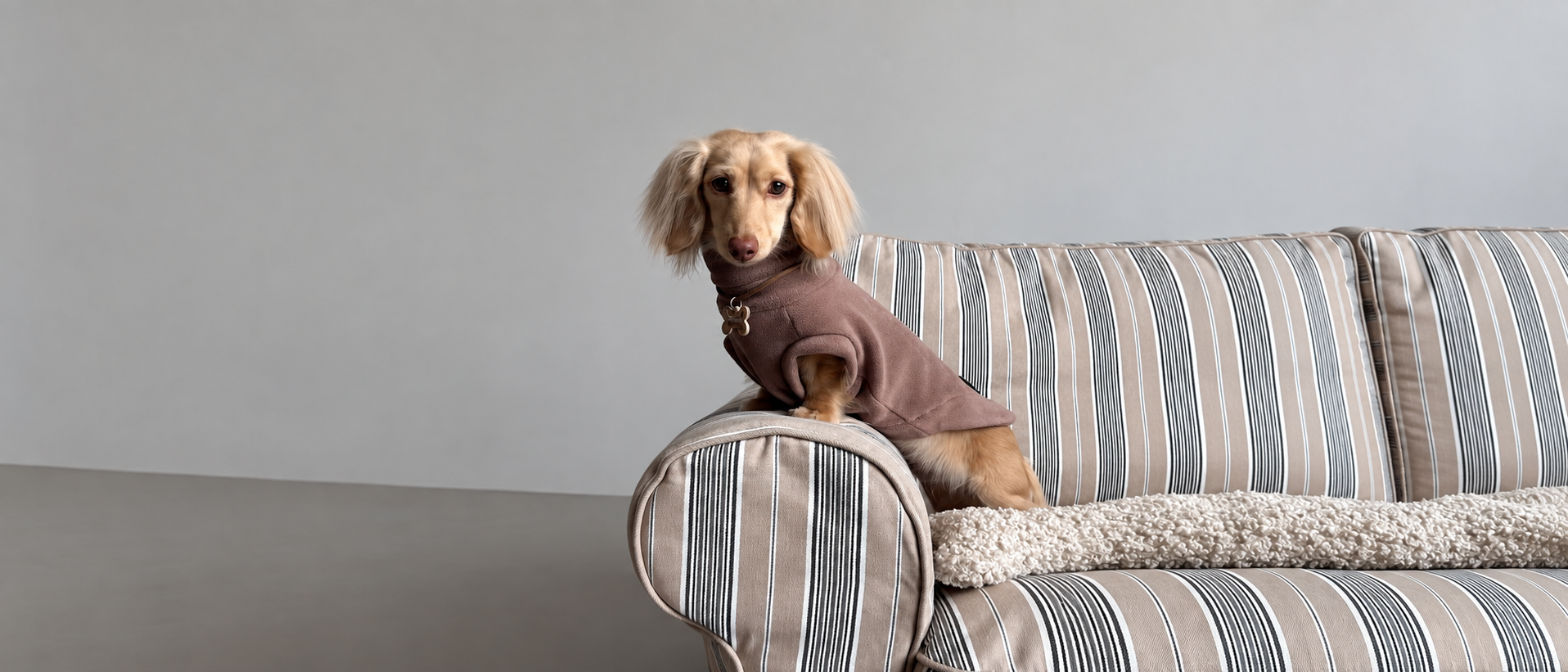 Pet essentials for everyday walks, rest and play