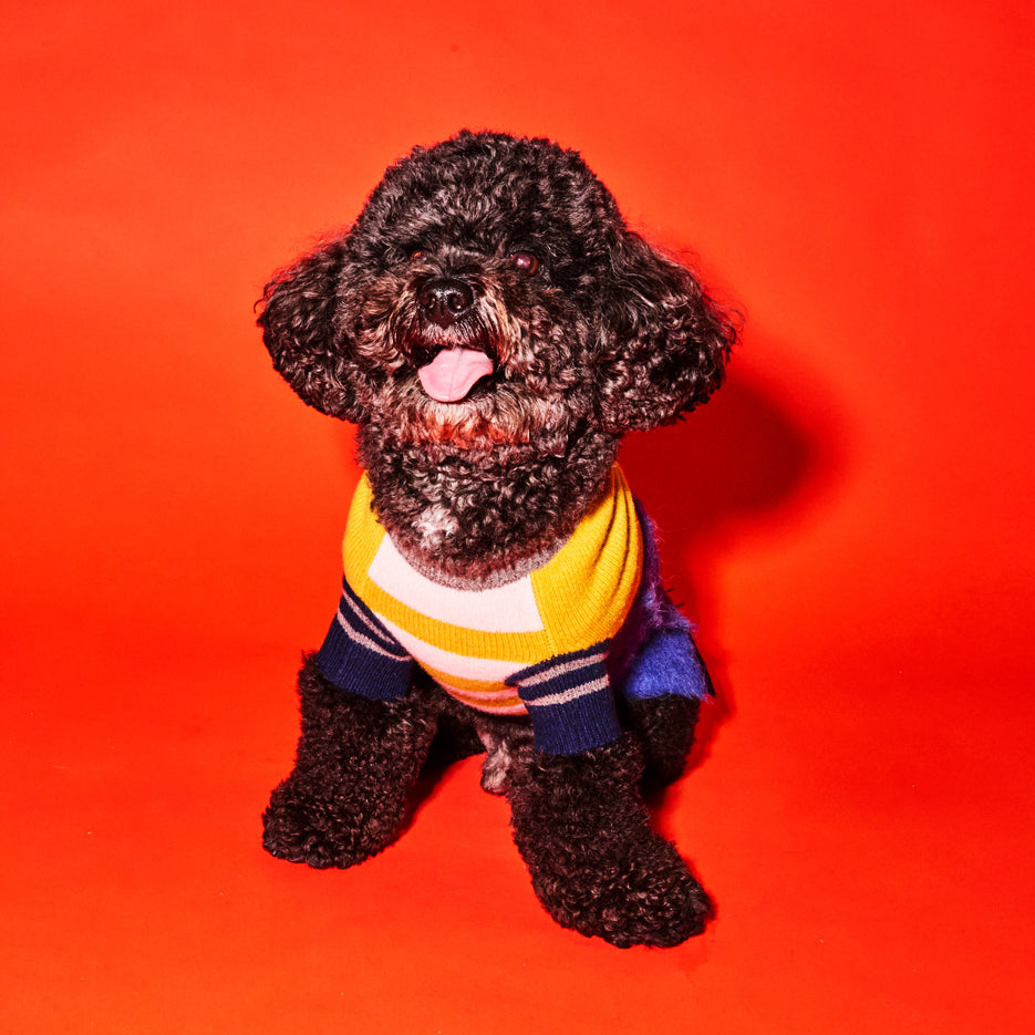 Blue and Gold Textured Stripe Sweater for Dogs