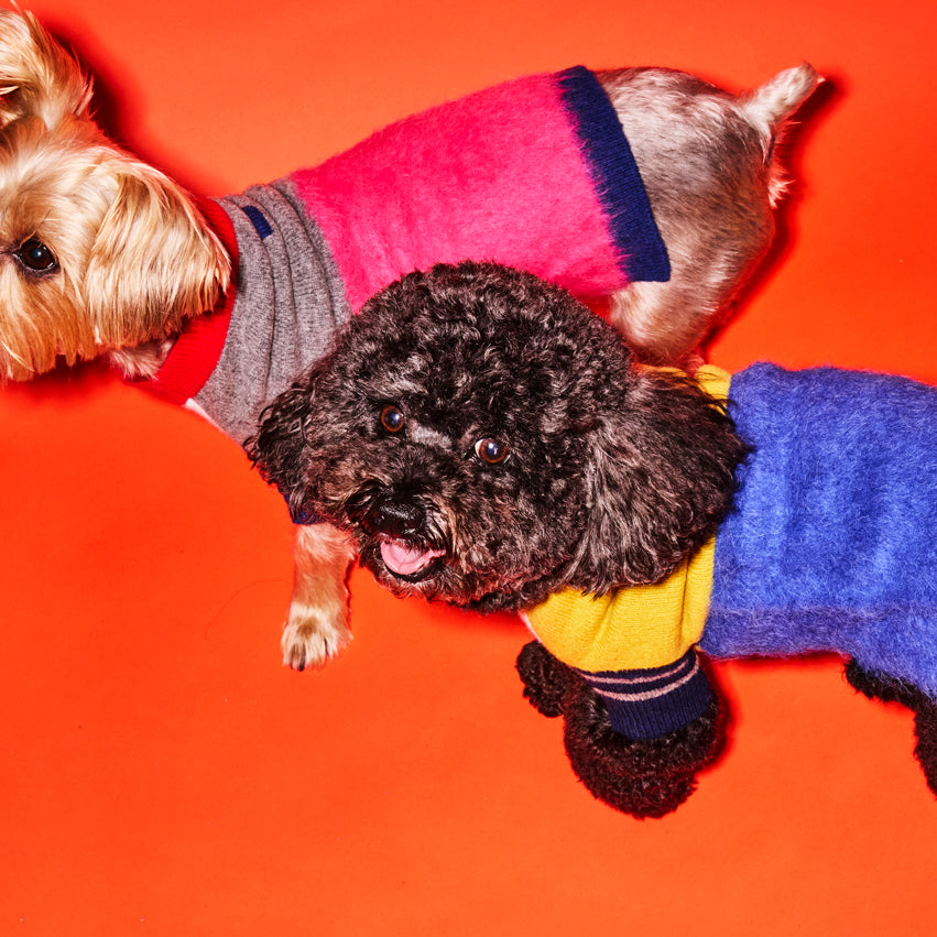 Blue and Gold Textured Stripe Sweater for Dogs