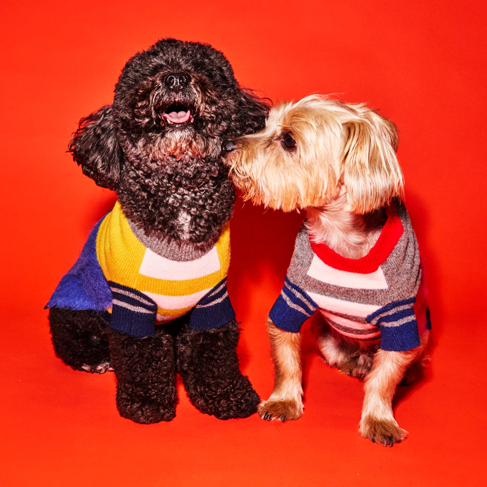 Blue and Gold Textured Stripe Sweater for Dogs