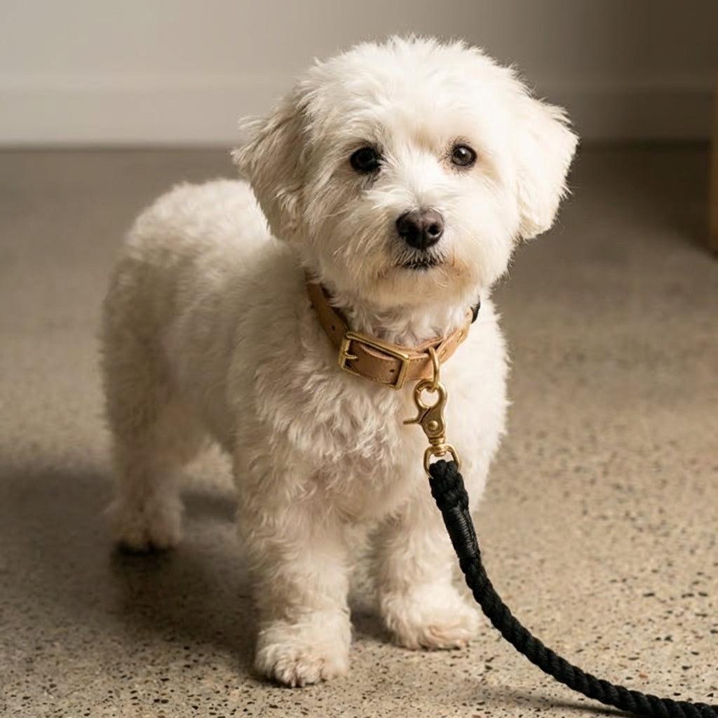 Handwoven Rope Set Colour Spectrum Dog Collar Leash Set