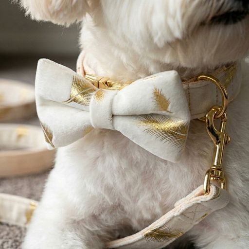 Gold Feather White Velvet Detachable Dog Collar