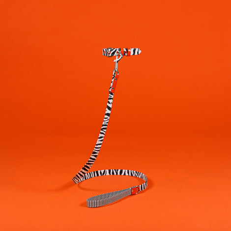 Zebra and Striped Canvas Leash