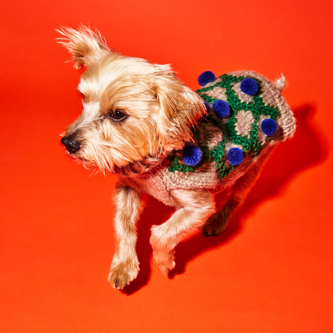 Knitted Green and Royal Pom Pom Sweater for Dogs